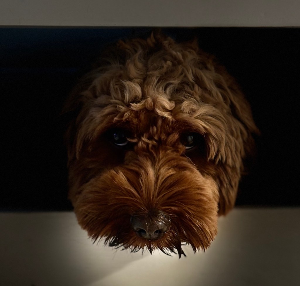 J&J Snack Foods v. Ralph Peters &&nbsp;Sons